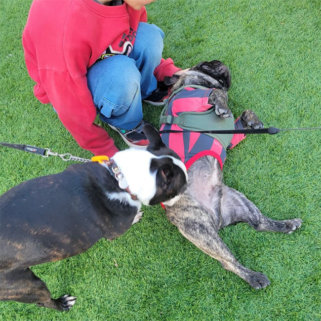 公開ドッグラン1