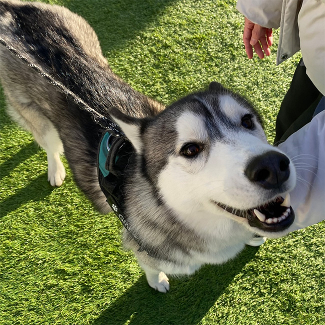 公開ドッグラン2