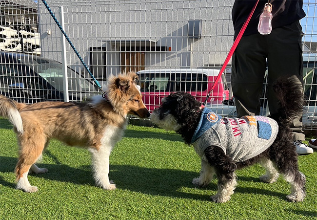 公開ドッグラン5